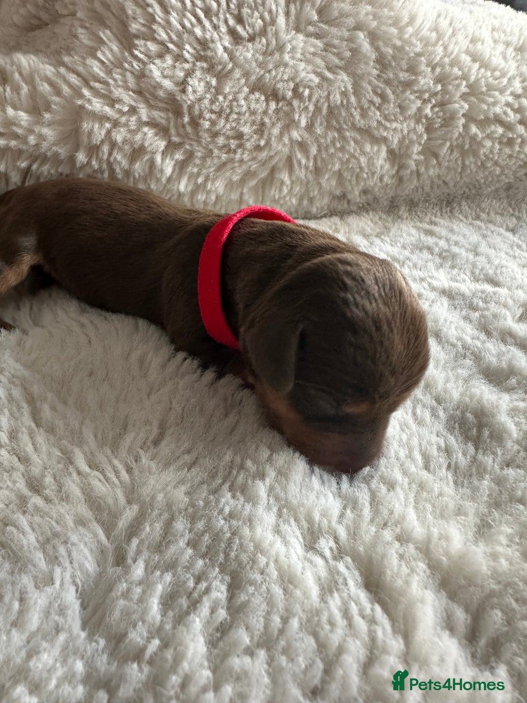 Dachshund dogs for sale: Dachshund puppies for sale - Image 3