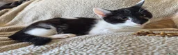 Mixed Breed cats for sale: Lovely playful kittens - Advert 7