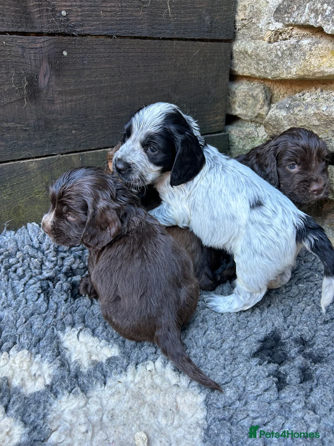 Cocker Spaniel dogs for sale: Kc reg show cockers  - Advert 2