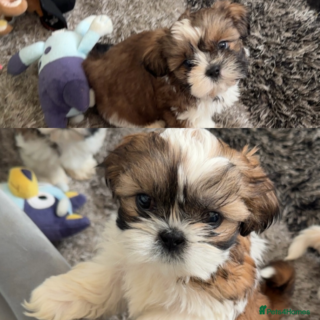 Shih Tzu dogs Stunning imperial shih tzu puppies  - Advert 2