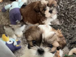 Shih Tzu dogs Stunning imperial shih tzu puppies - Advert 2