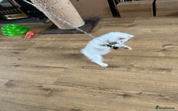 Ragdoll cats for sale: Beautiful Ragdoll kittens  - Image 20