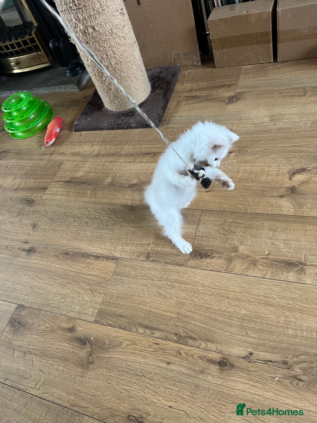 Ragdoll cats for sale: Beautiful Ragdoll kittens  - Image 20