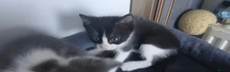 Mixed Breed cats for sale: 5 cuties looking for new forever homes - Advert 21
