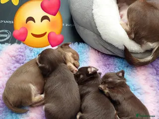 Chihuahua dogs Superb Chihuahua Pups - Advert 13