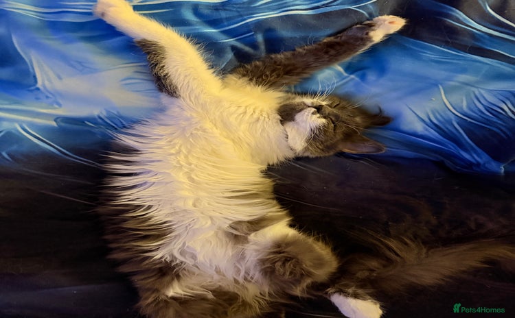 Ragdoll cats - Advert 1