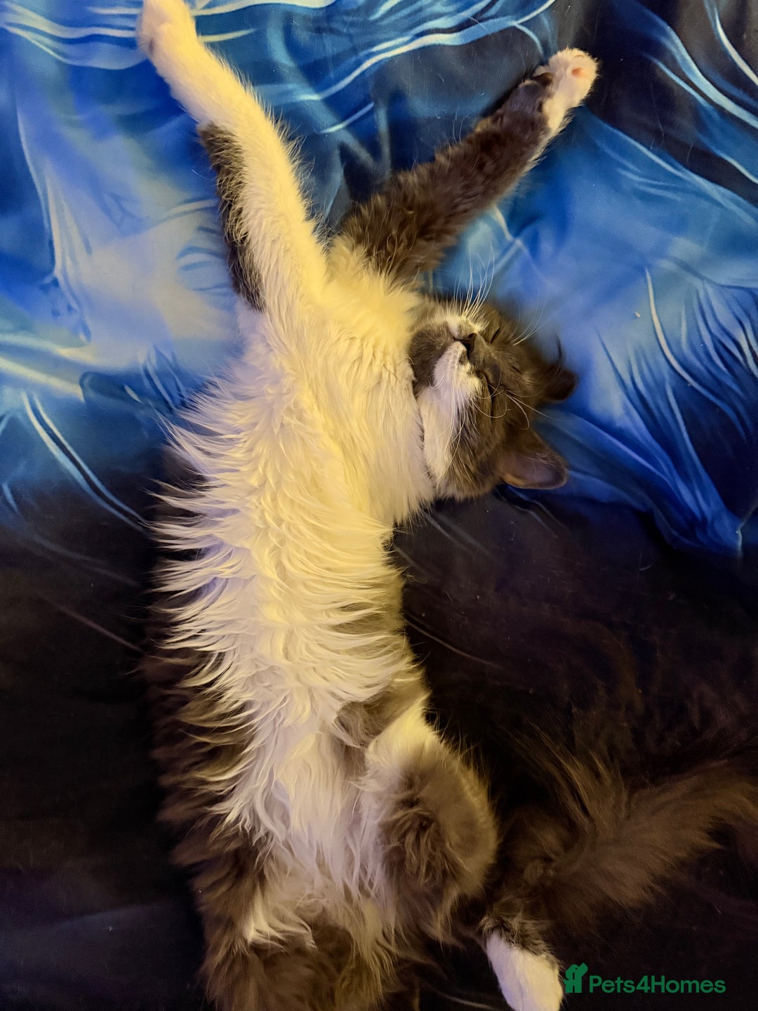 Ragdoll cats for sale: Beautiful Ragdoll girl  - Image 1