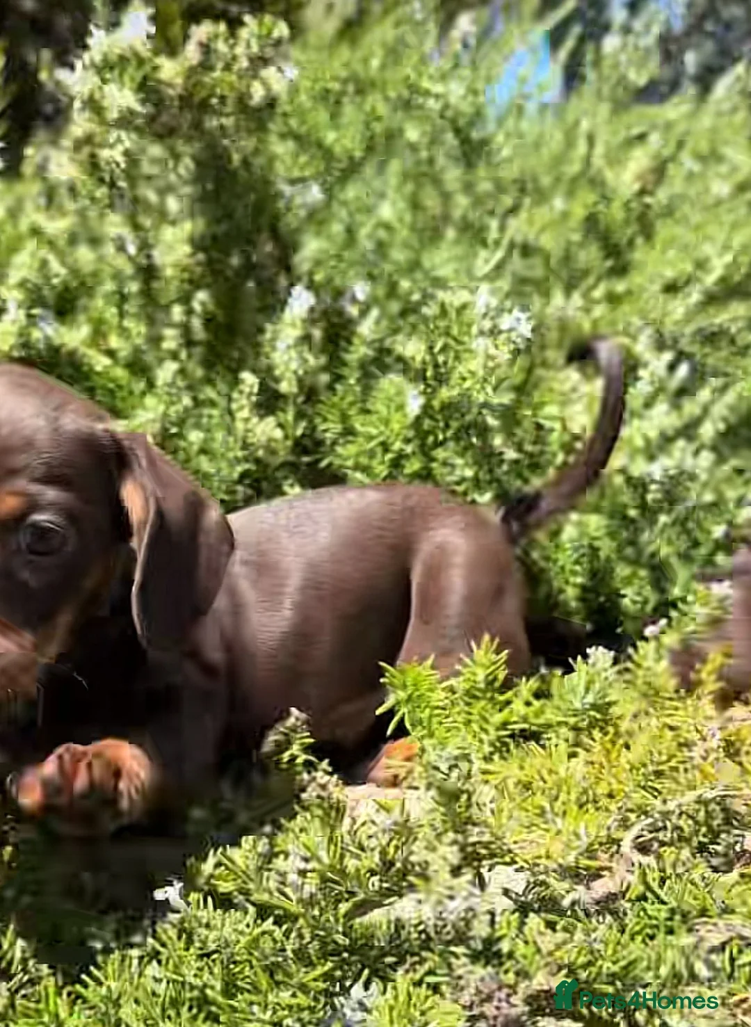 Miniature Dachshund dogs for sale: Beautiful miniature dachshund puppies in Edinburgh - Advert 2