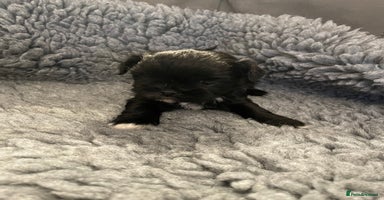 Lhasa Apso dogs KC Registered Lhasaapso Puppies  - Advert 3