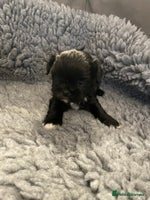 Lhasa Apso dogs KC Registered Lhasaapso Puppies - Advert 3