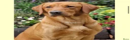 Labrador Retriever dogs for sale: 7 gorgeous kc reg Labradors  - Advert 6