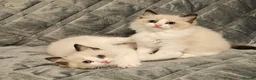 Ragdoll cats for sale: Stunning Ragdoll kittens 😸  - Advert 1