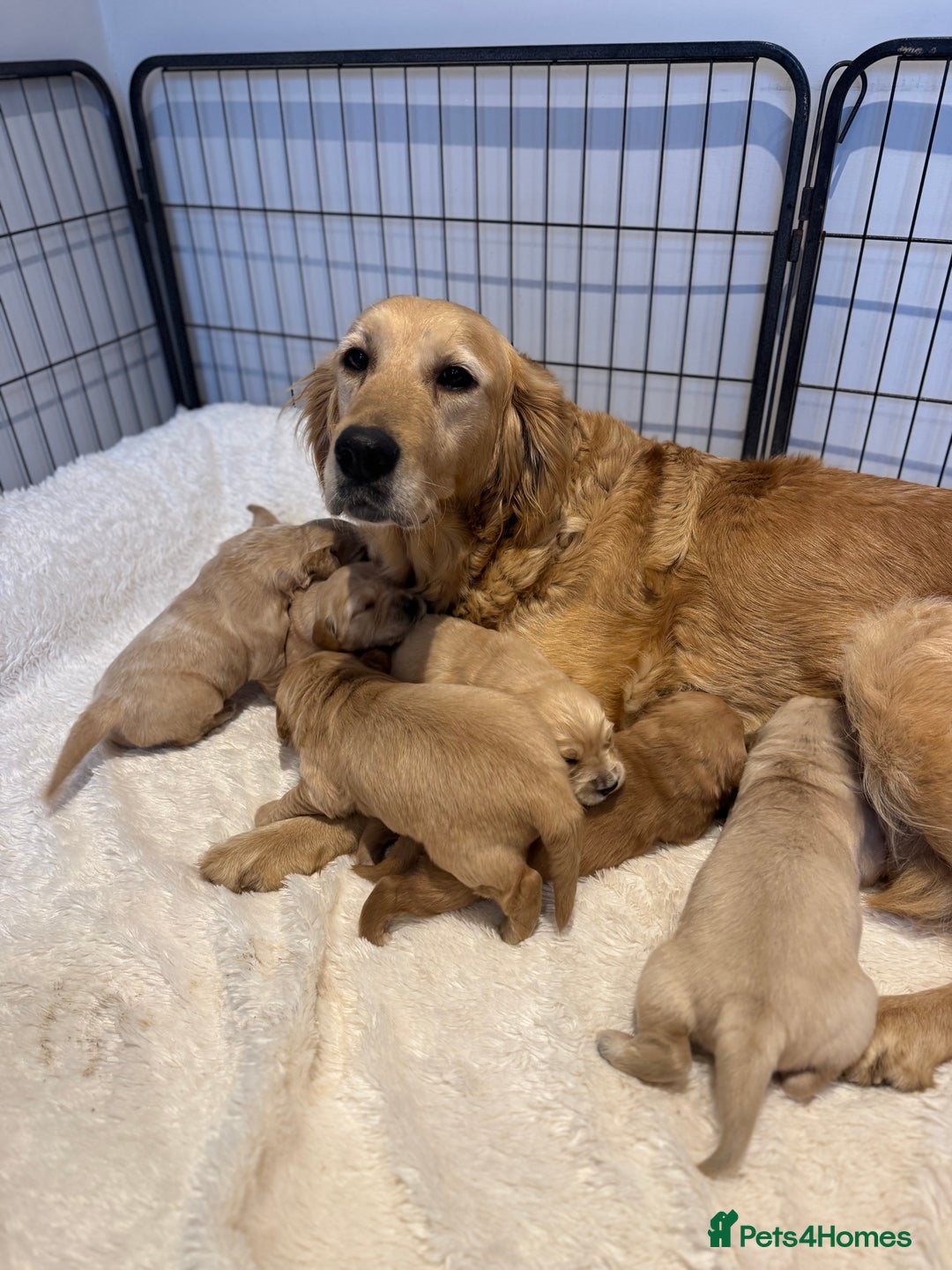Golden Retriever dogs for sale: Gorgeous KC Golden retrievers  - Advert 19