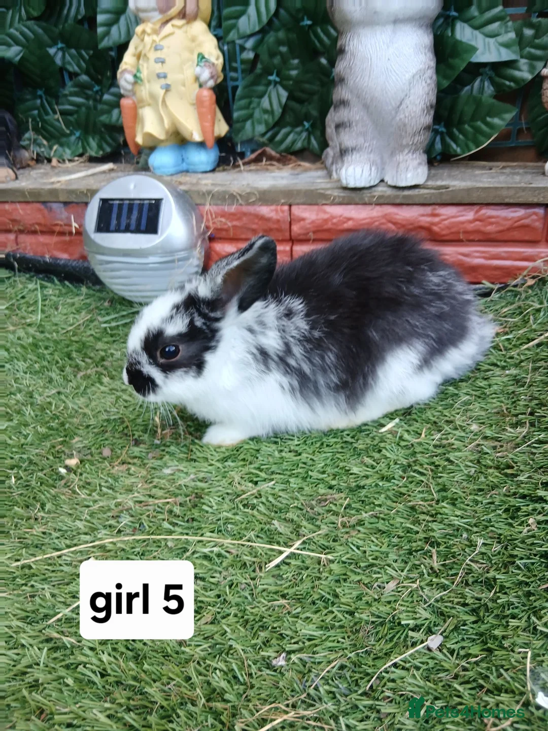 Mini Lop rabbits for sale: 8 Mini lop baby rabbits for sale - Advert 8