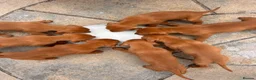 Hungarian Vizsla dogs for sale: Hungarian viszla puppies  - Advert 11