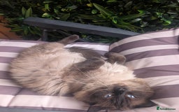 Ragdoll cats for sale: Absolutely gorgeous ragdoll kittens - Image 11