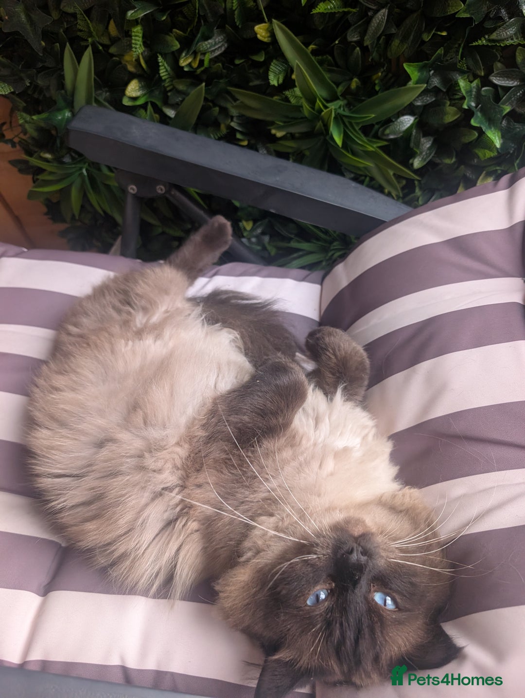 Ragdoll cats for sale: Absolutely gorgeous ragdoll kittens - Image 11