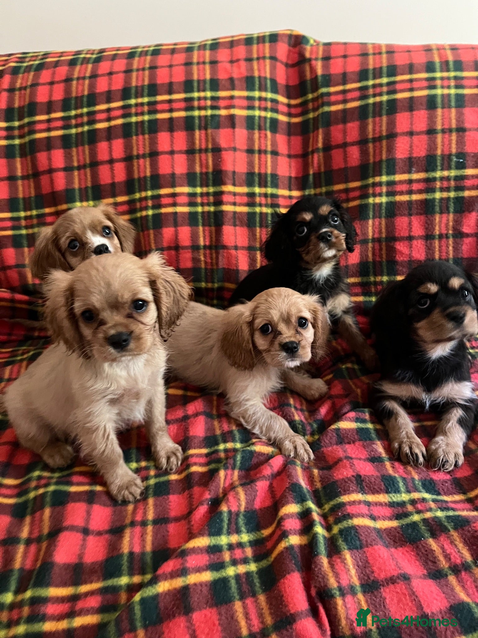Cavalier King Charles Spaniel dogs Beautiful Cavalier King Charles Spaniel Puppies - Advert 3