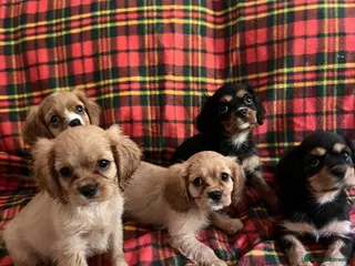 Cavalier King Charles Spaniel dogs Beautiful Cavalier King Charles Spaniel Puppies - Advert 2