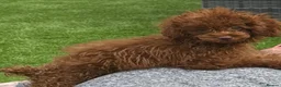 Toy Poodle dogs for sale: True toy Asian Poodle Puppies - Advert 19