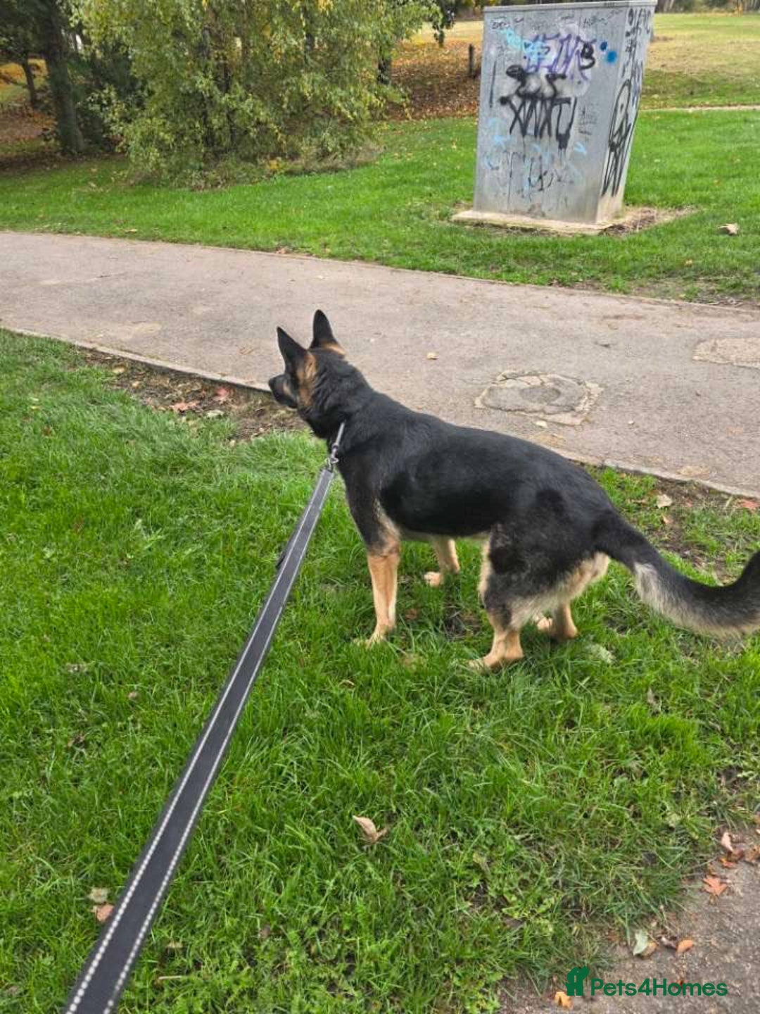 German Shepherd dogs for sale: KC Registered Loving German Shepard  - Advert 5