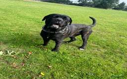 Cane Corso dogs for stud: ZEUS CANECORSO STUD - Image 2