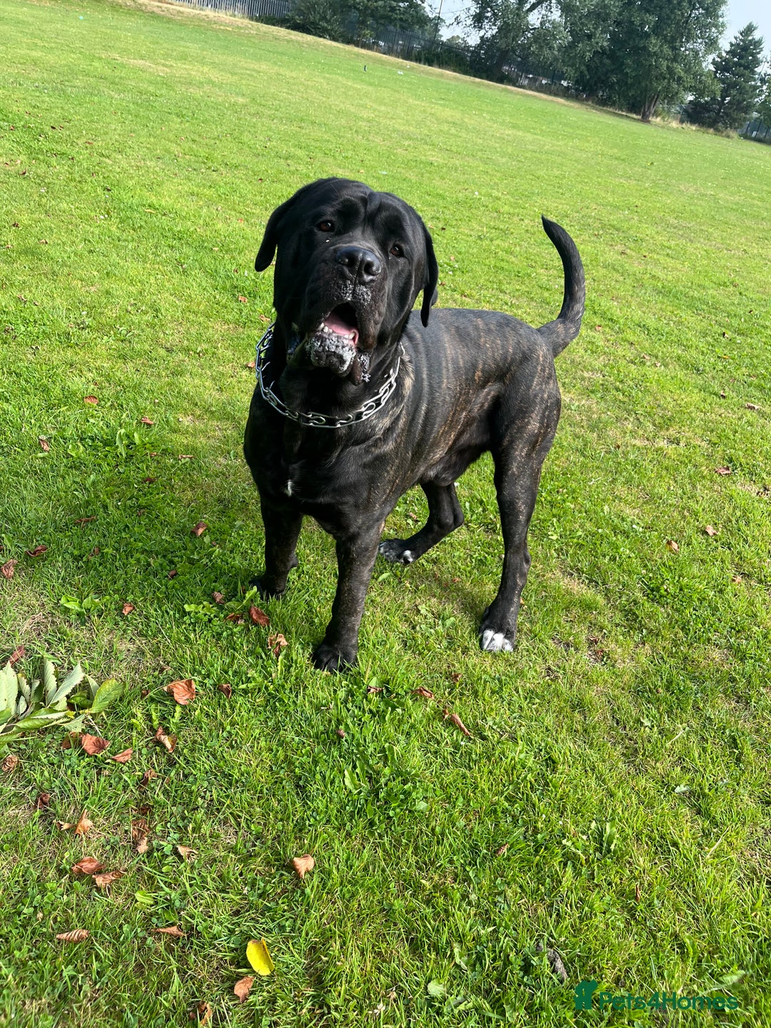 Cane Corso dogs for stud: ZEUS CANECORSO STUD - Image 2