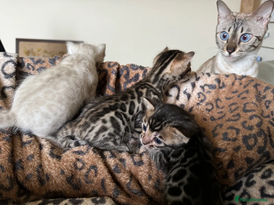 Bengal cats for sale: Stunning Bengals with European Champion father!  - Advert 11