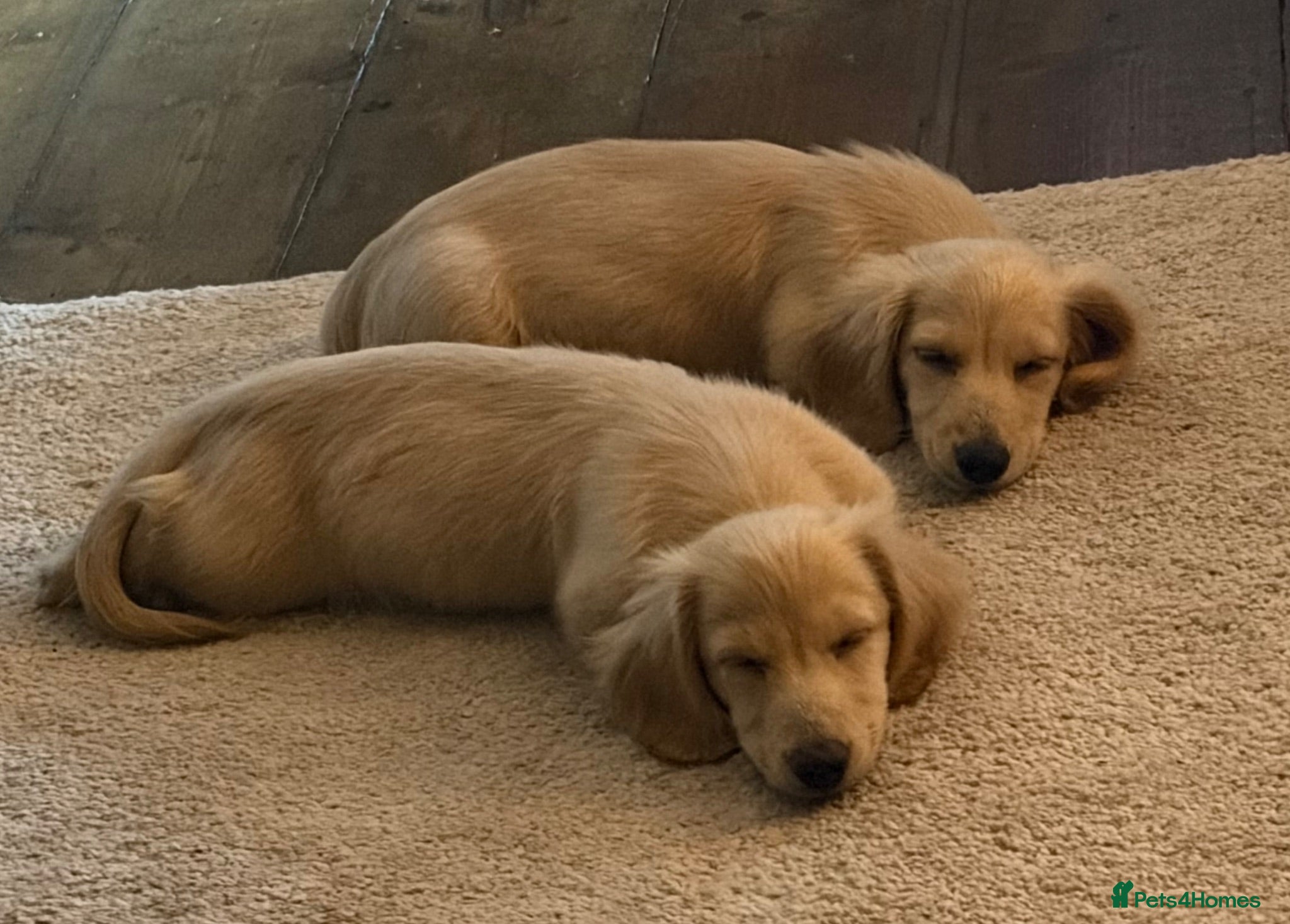 Miniature Dachshund dogs READY! 2 boys left! 💙 Cream Long Haired Pups KC - Advert 2