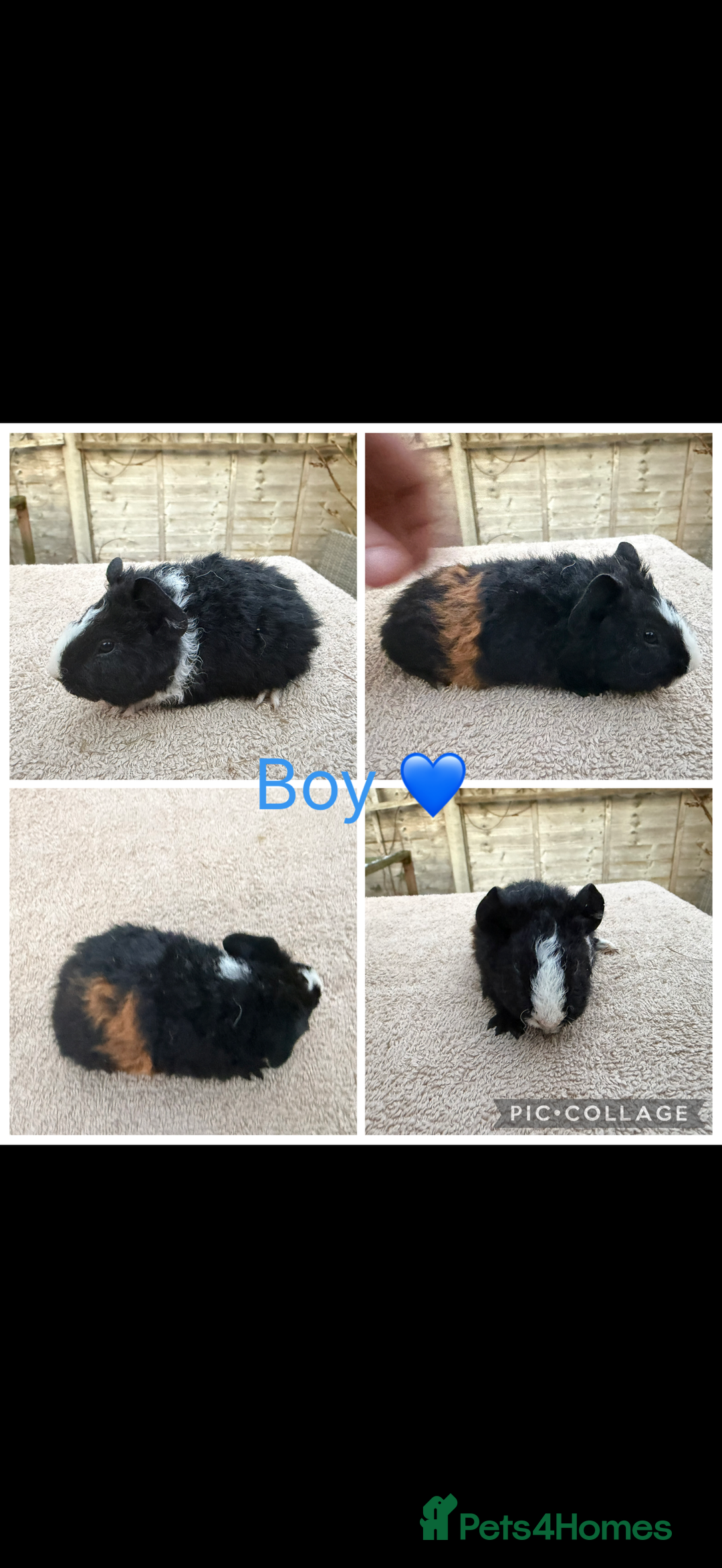 Guinea Pig rodents for sale: Male & Female Guinea pigs 👀 for new laps 🥰 - Advert 9