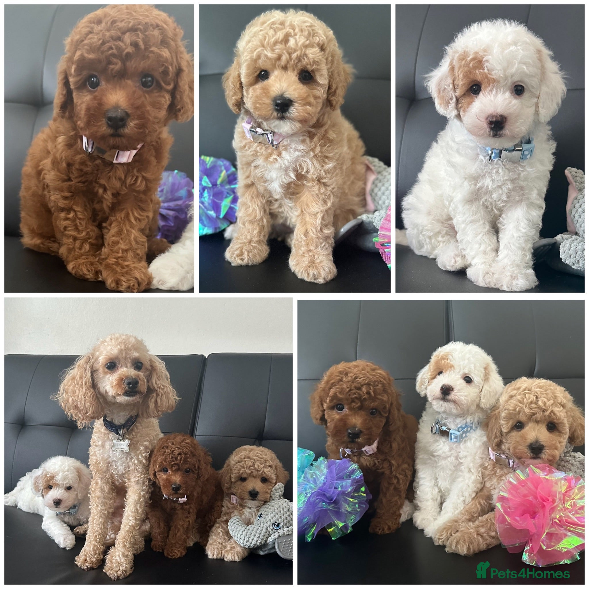 Maltipoo dogs 🐶 3 Gorgeous Toy Maltipoo Puppies For Sale 🐶 - Advert 1