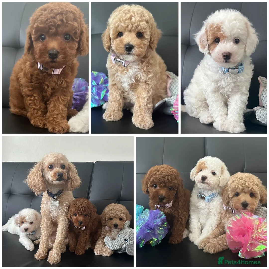 Maltipoo dogs for sale: 🐶 3 Gorgeous Toy Maltipoo Puppies For Sale 🐶 - Advert 1