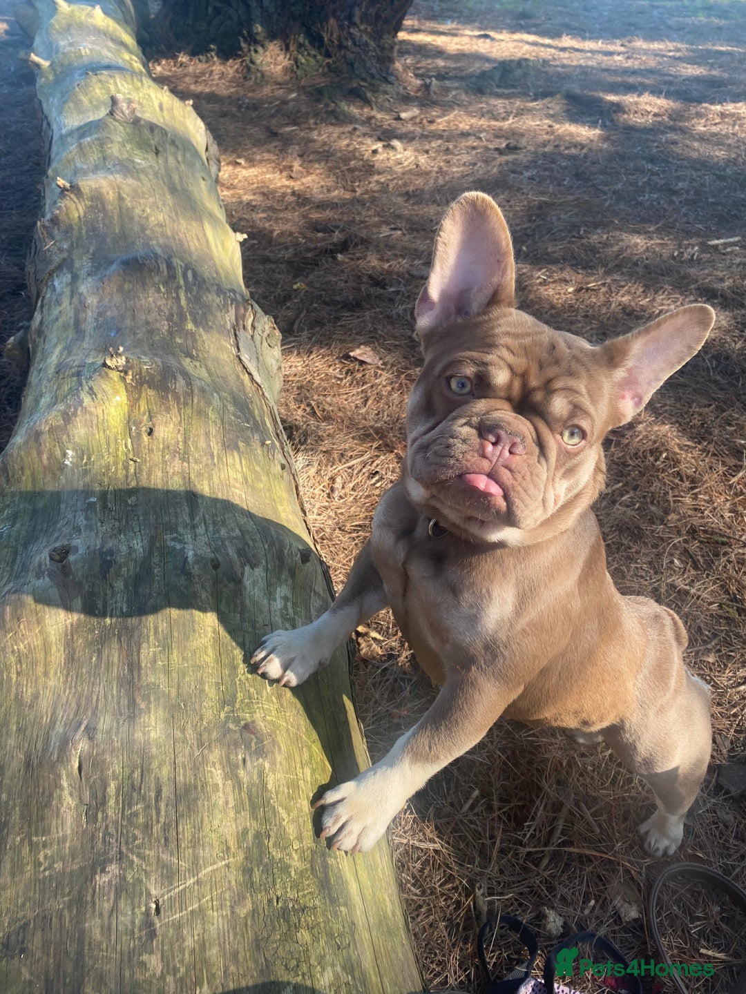 French Bulldog dogs for sale: 3boys and 2 girls kc  - Image 10