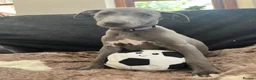 Whippet dogs for sale: ✨1 BOY LEFT!!✨£1,000 - Advert 4