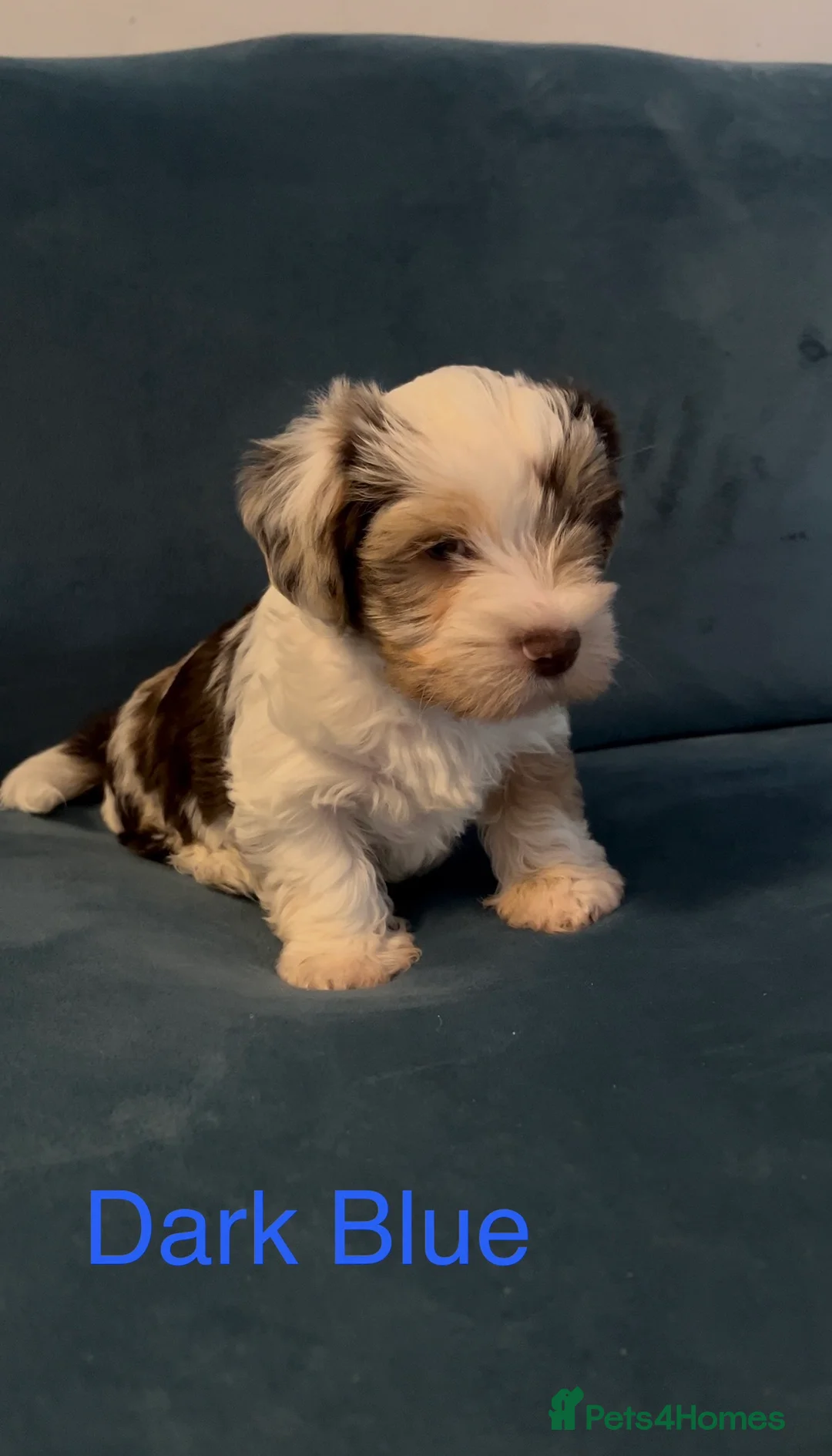 Yorkshire Terrier dogs for sale: READY NOW! - MINI YORKSHIRE TERRIERS - Advert 12