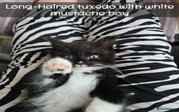 Ragdoll cats for sale: 12 half-Ragdolls (£150-£475) - Image 18