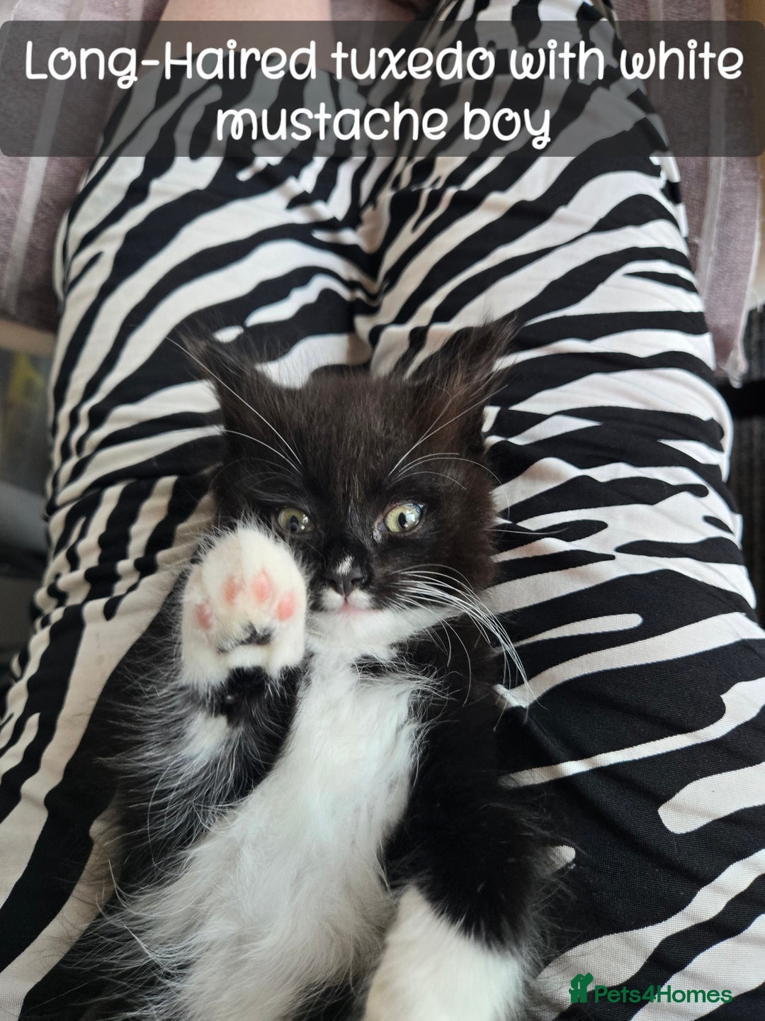 Ragdoll cats for sale: 12 half-Ragdolls (£150-£475) - Image 18