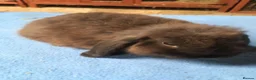 Mini Lop rabbits for sale: 8 week old mini lops for sale  - Advert 3