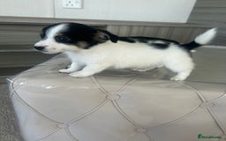 Jack Russell dogs for sale: Jack russel puppy’s  - Image 3