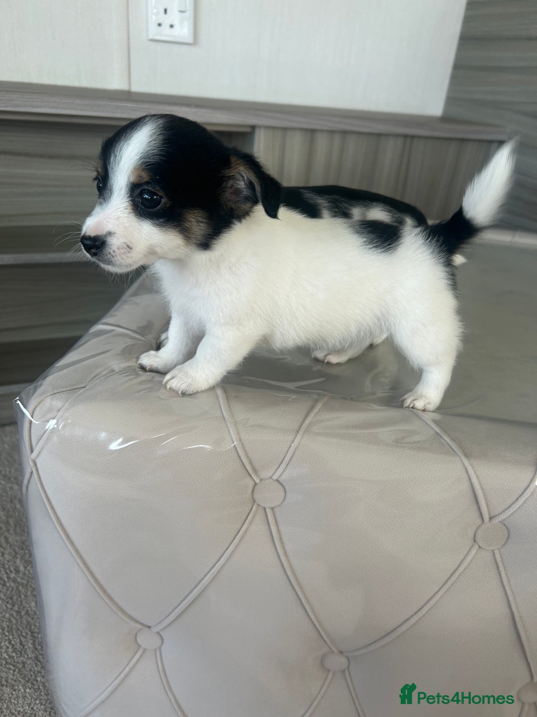 Jack Russell dogs for sale: Jack russel puppy’s  - Image 3