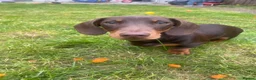 Miniature Dachshund dogs for sale: Loving Home Needed for Our 7-Month-Old Puppy  - Advert 1