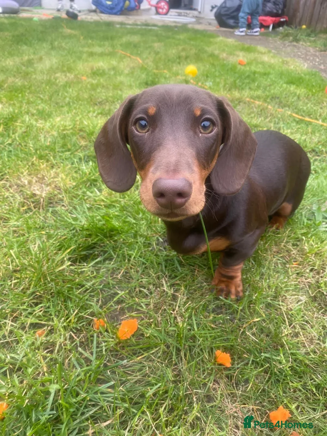 Miniature Dachshund dogs for sale: Loving Home Needed for Our 7-Month-Old Puppy  - Advert 1