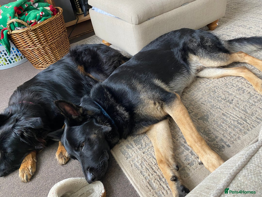 German Shepherd dogs for sale: ACE, beautiful 2 year old german shepherd  - Image 2