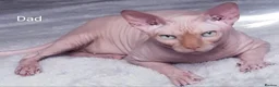 Sphynx cats for sale: GORGEOUS SPHYNX KITTENS GIRLS AND BOYS - Advert 2