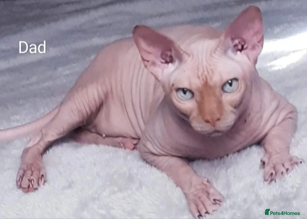 Sphynx cats for sale: GORGEOUS SPHYNX KITTENS GIRLS AND BOYS - Advert 2