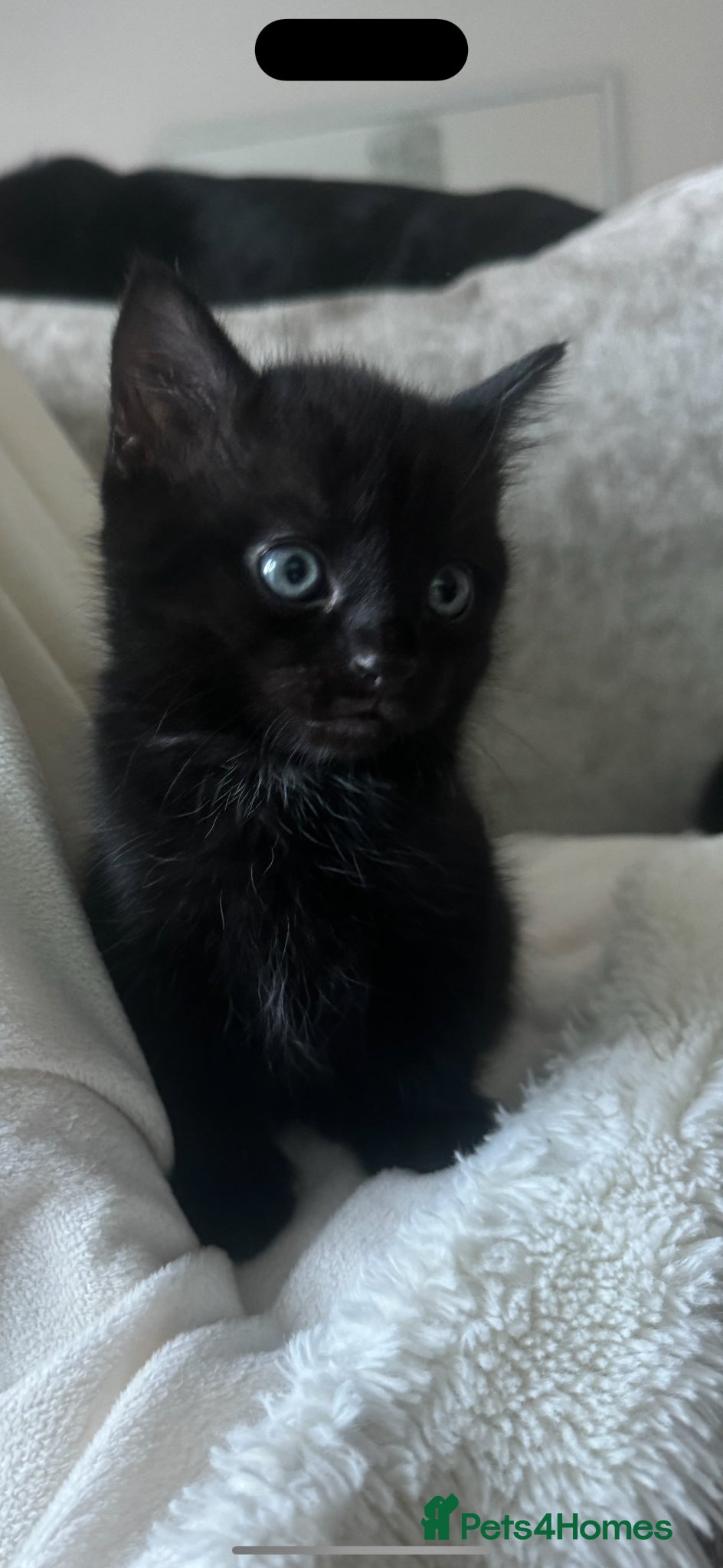 Mixed Breed cats 1 female kitten  - Advert 8