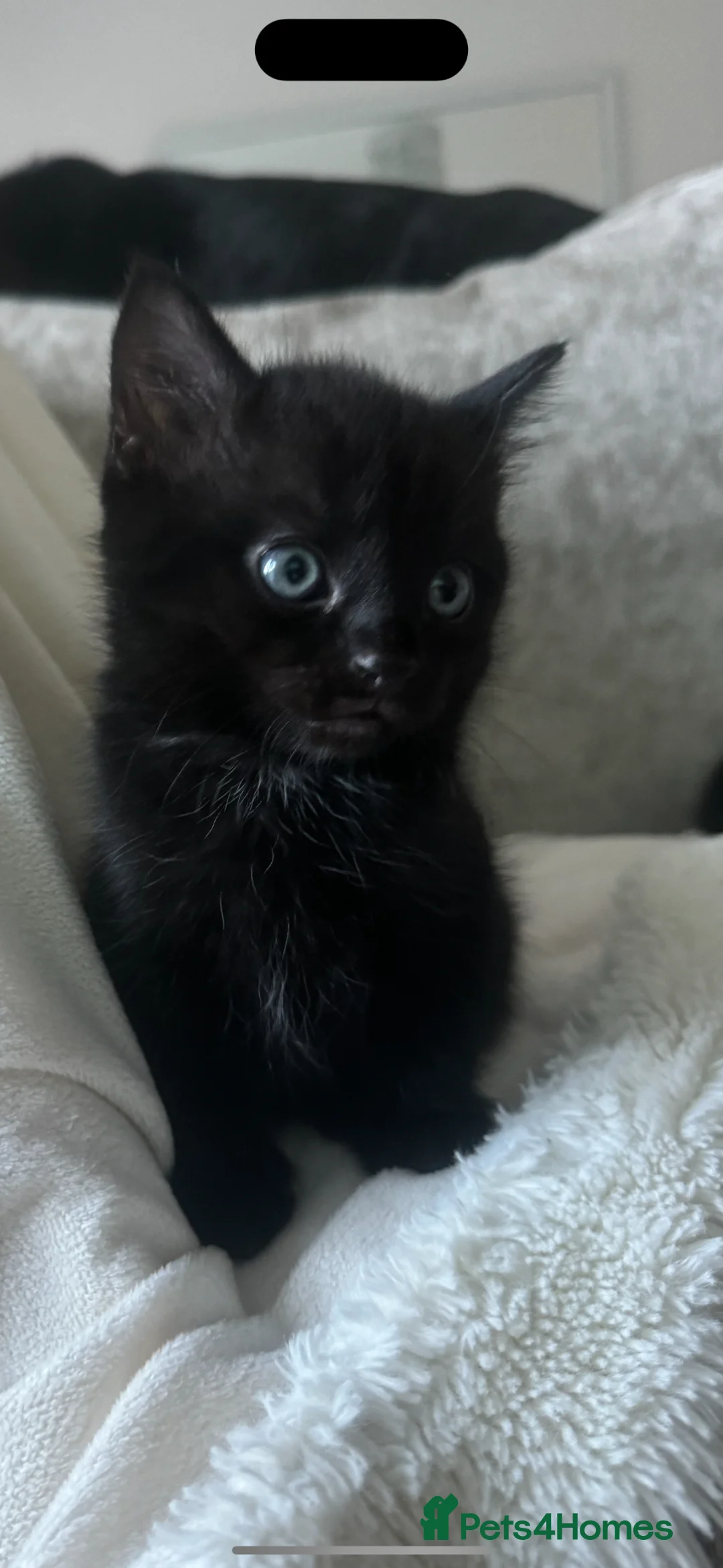 Mixed Breed cats for sale: 1 female kitten  - Advert 1