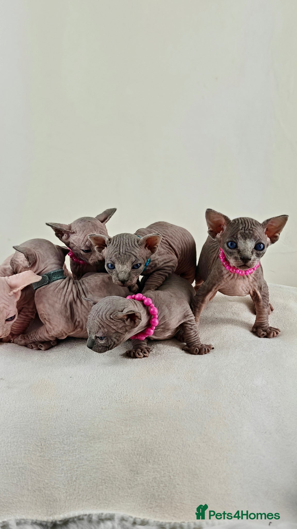 Sphynx cats Beautiful Canadian Sphynx kittens - Advert 2