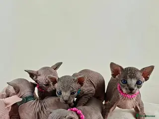Sphynx cats Beautiful Canadian Sphynx kittens - Advert 2