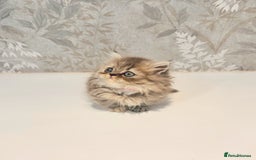 Munchkin cats for sale: 2 tiny legged rug hugger Persian munchkins - Image 5
